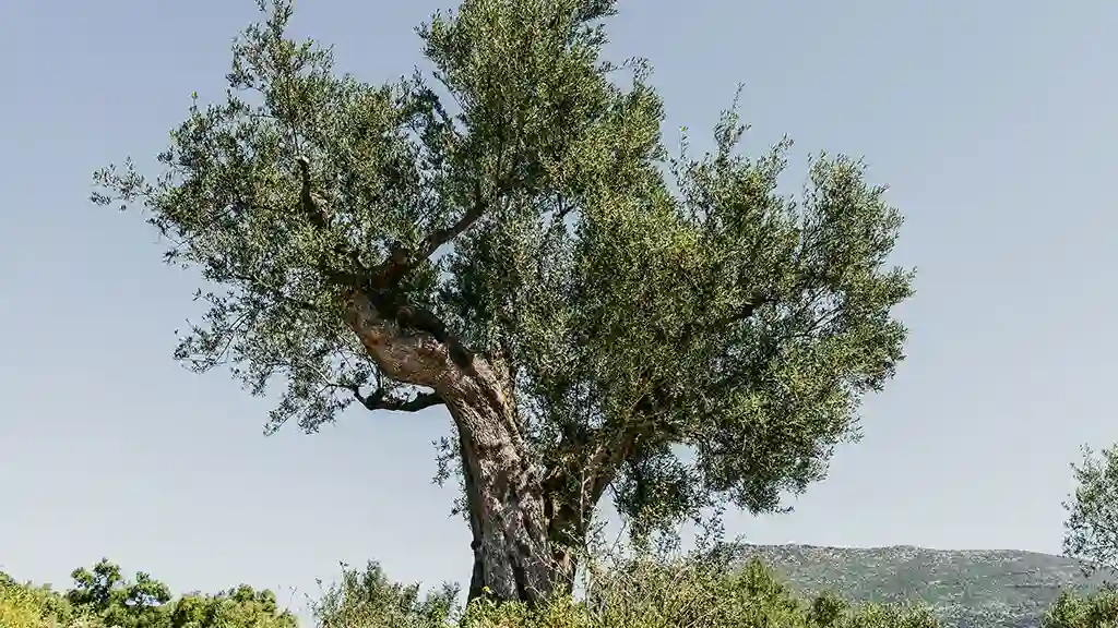 A majestic solitary olive tree in the countryside of Argolida Peloponnese