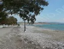drepano